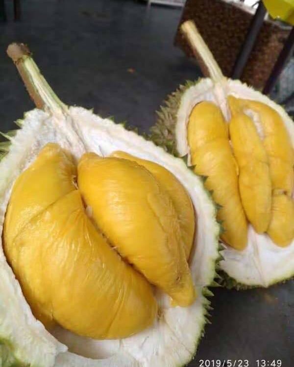 In conjuction with MCQ AGM this Sunday, we will be having “SPECIAL DURIAN SALE”.