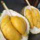 In conjuction with MCQ AGM this Sunday, we will be having “SPECIAL DURIAN SALE”.